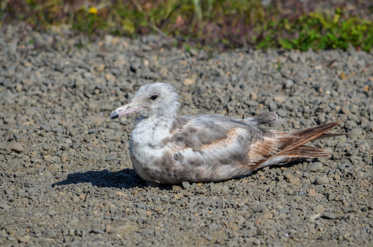 California Gull - ML269552361