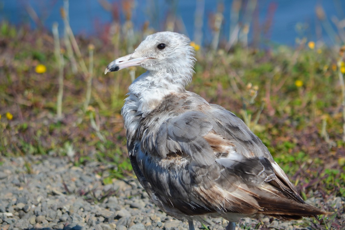 California Gull - ML269552381