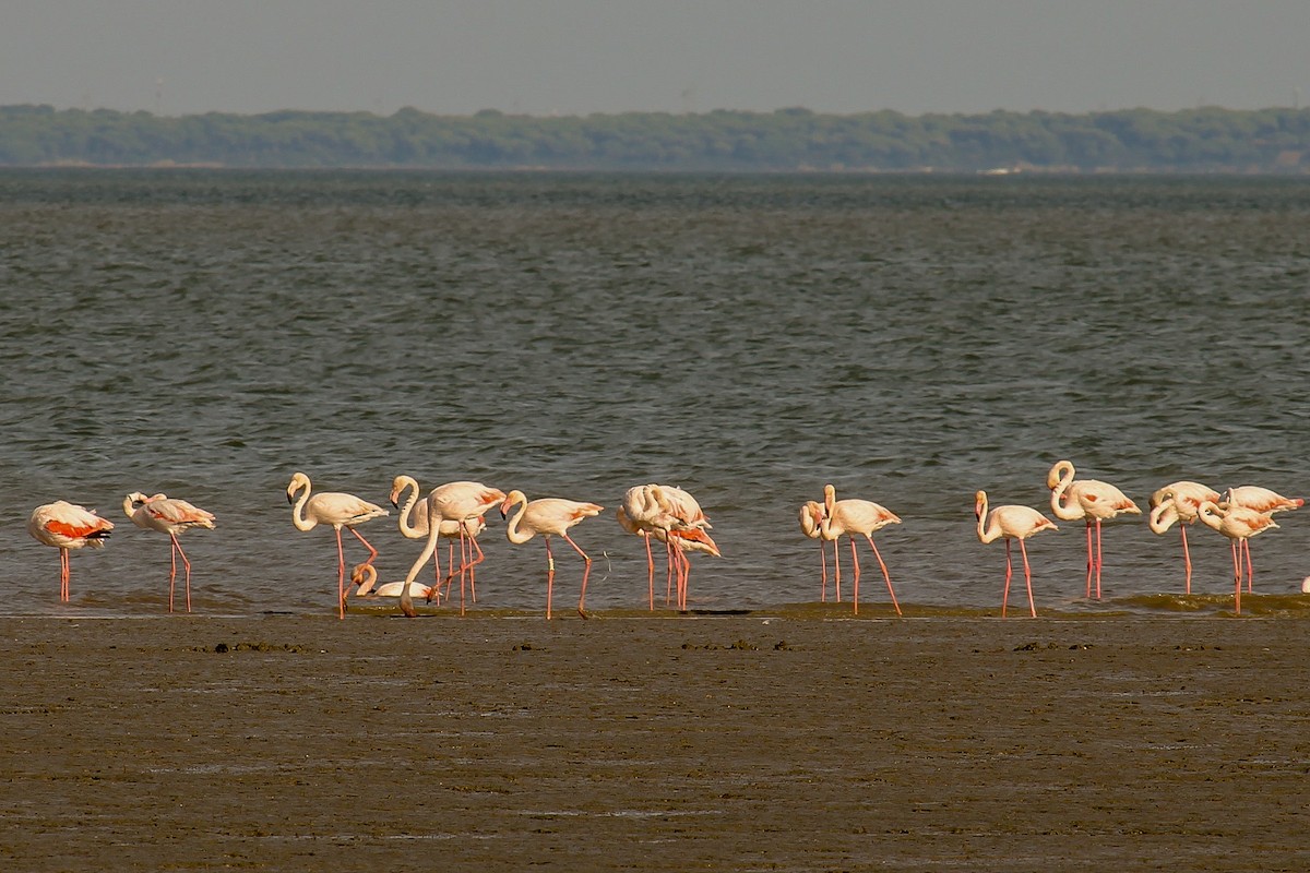 Greater Flamingo - ML269554041