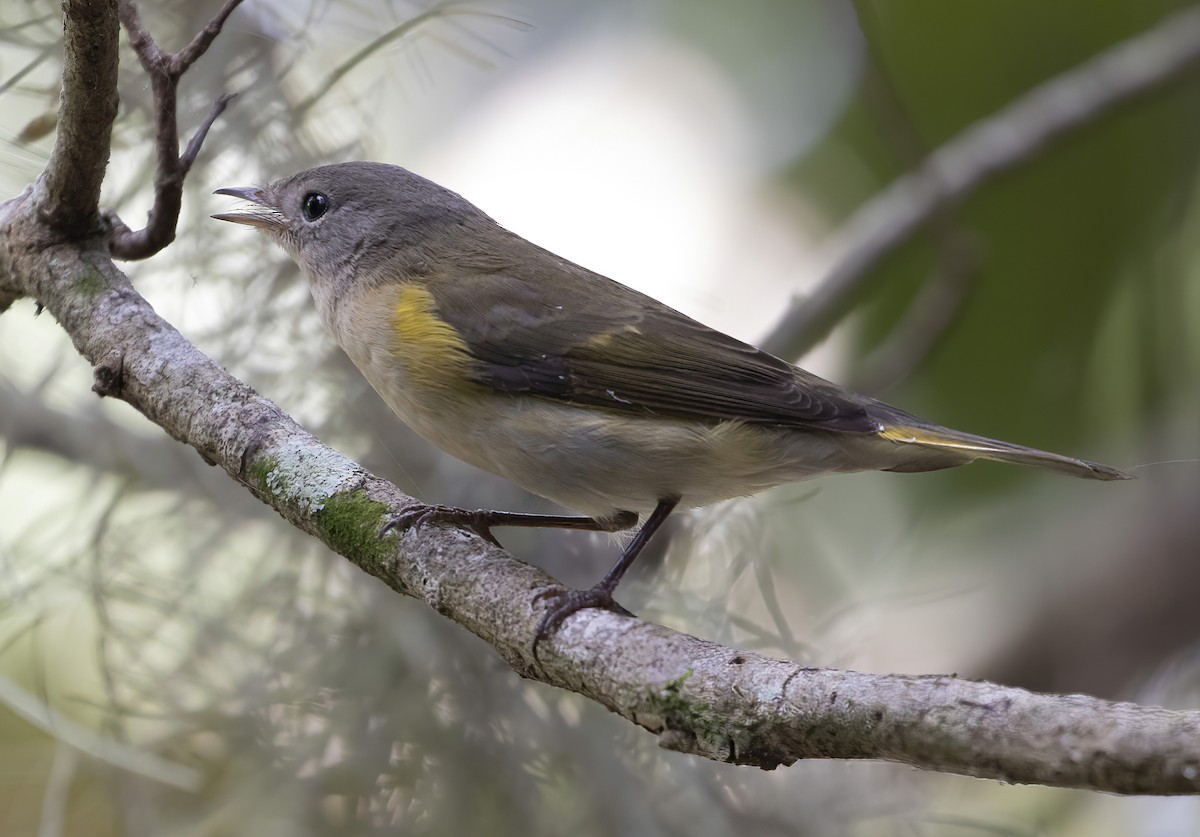 American Redstart - barbara taylor
