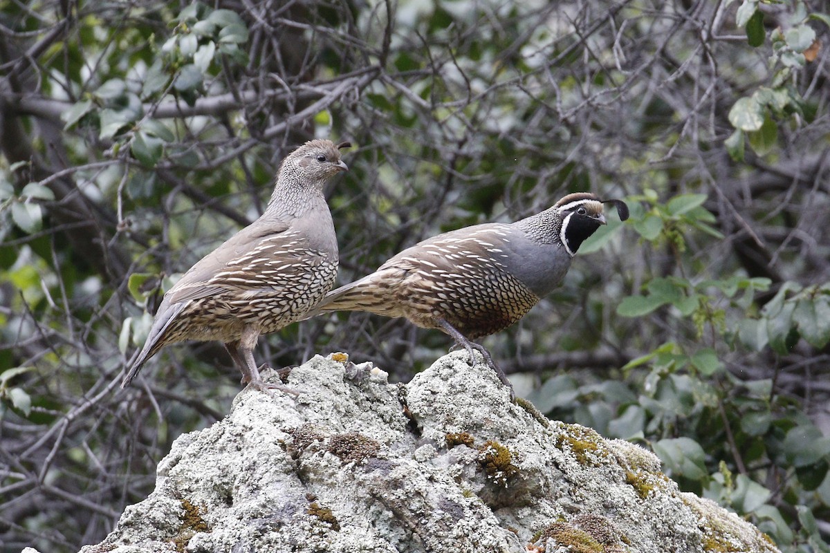 California Quail - ML26955651