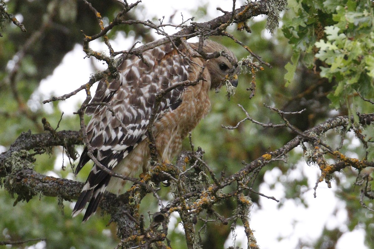 Red-shouldered Hawk - Donna Pomeroy