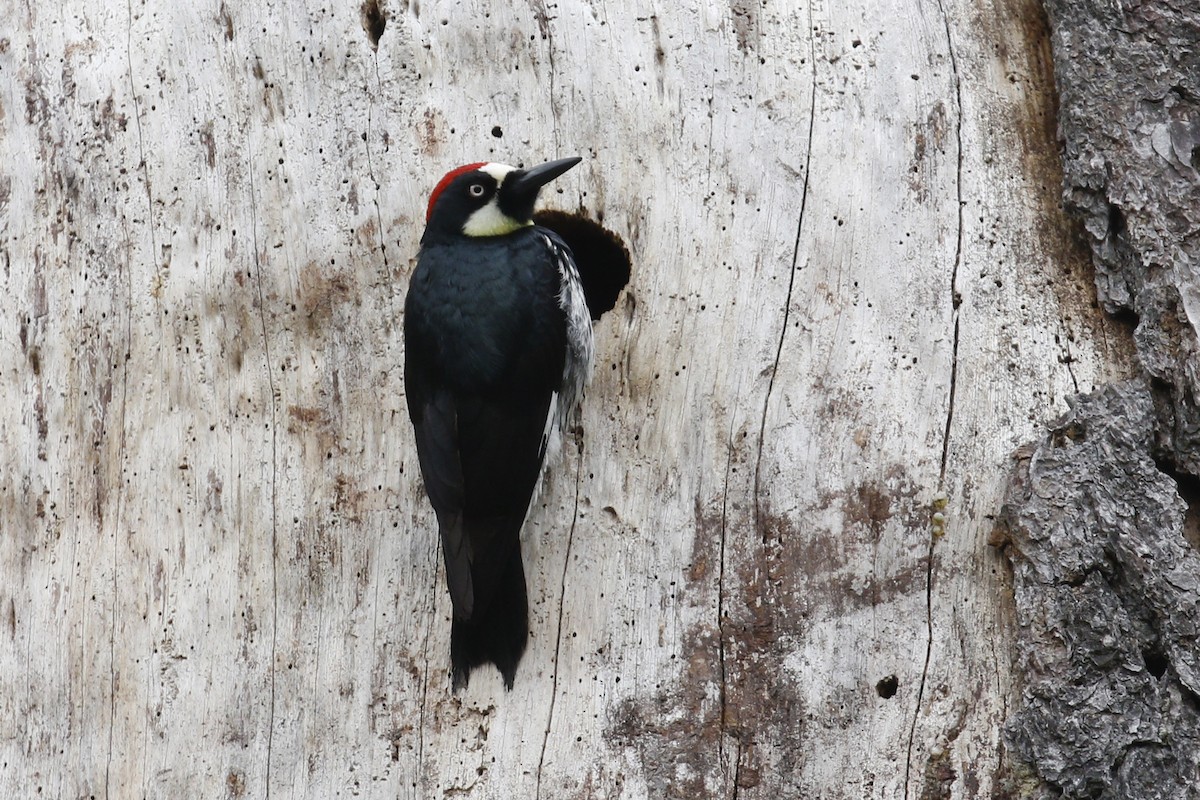 Acorn Woodpecker - ML26955681