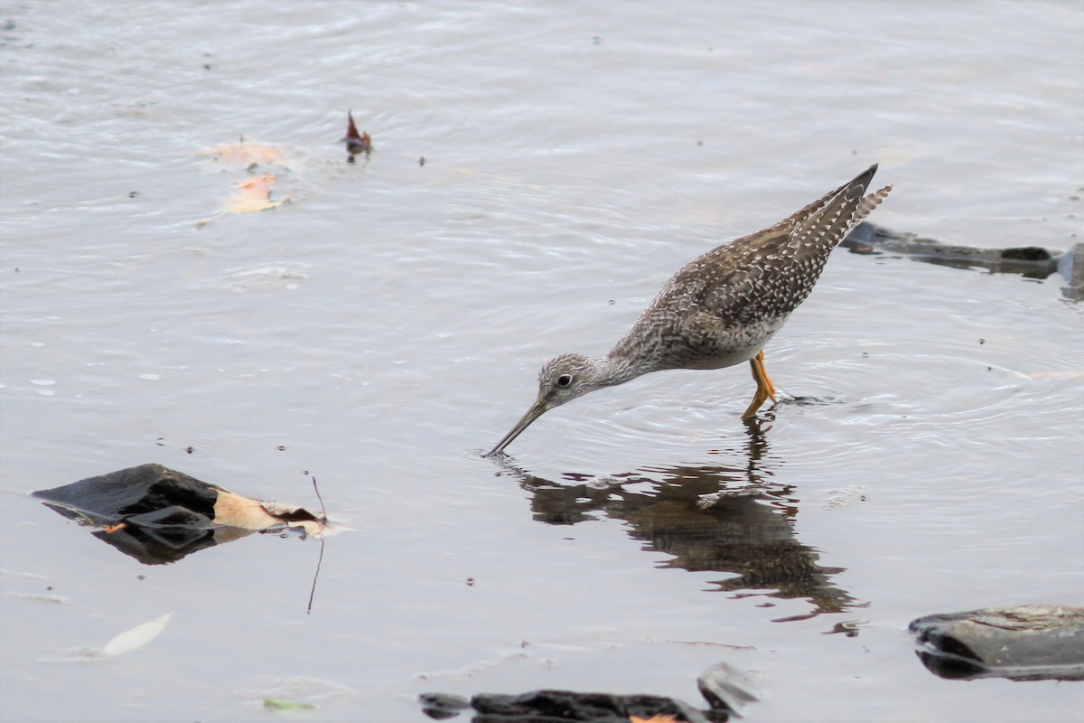 Greater Yellowlegs - ML269557041