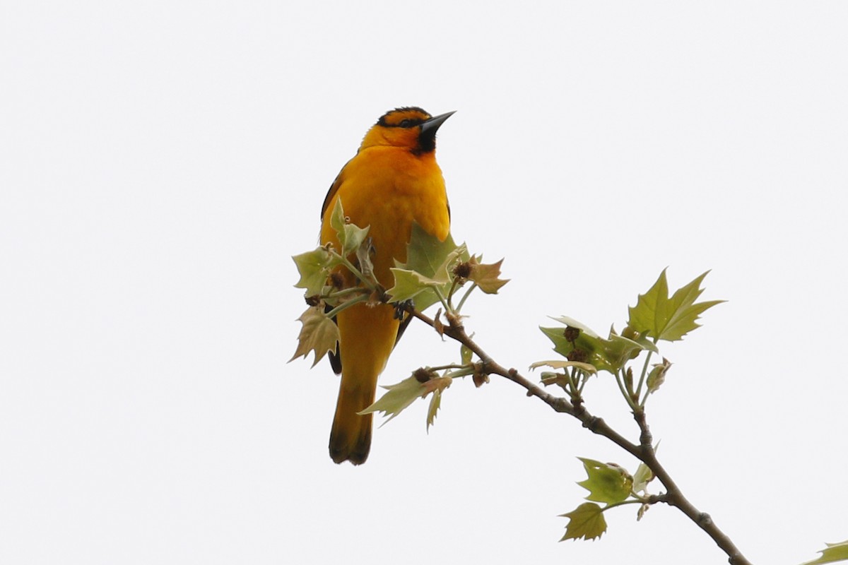 Bullock's Oriole - ML26955711