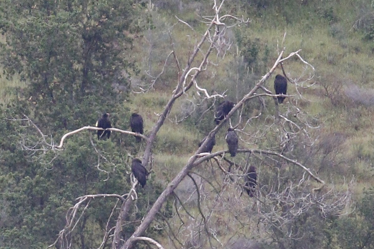 California Condor - Donna Pomeroy