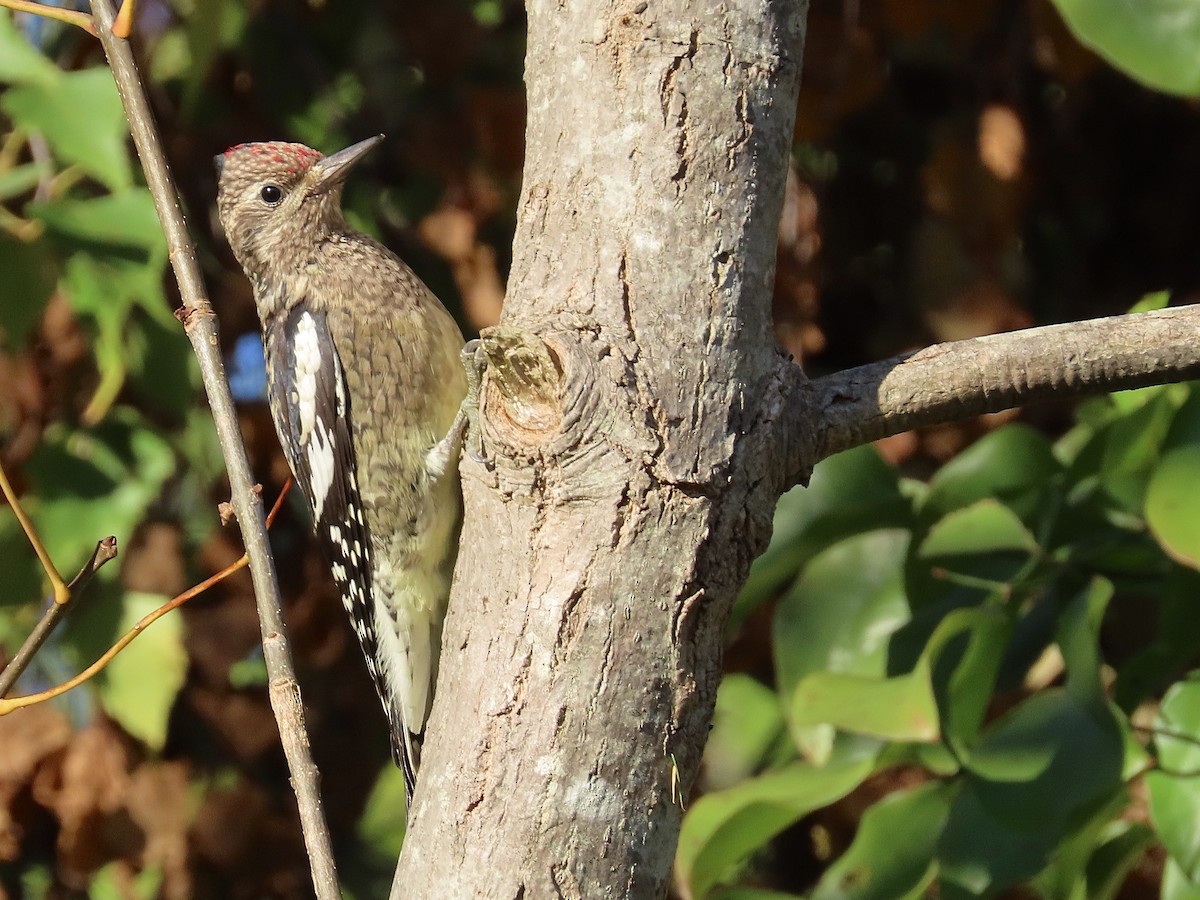 Yellow-bellied Sapsucker - ML269559331