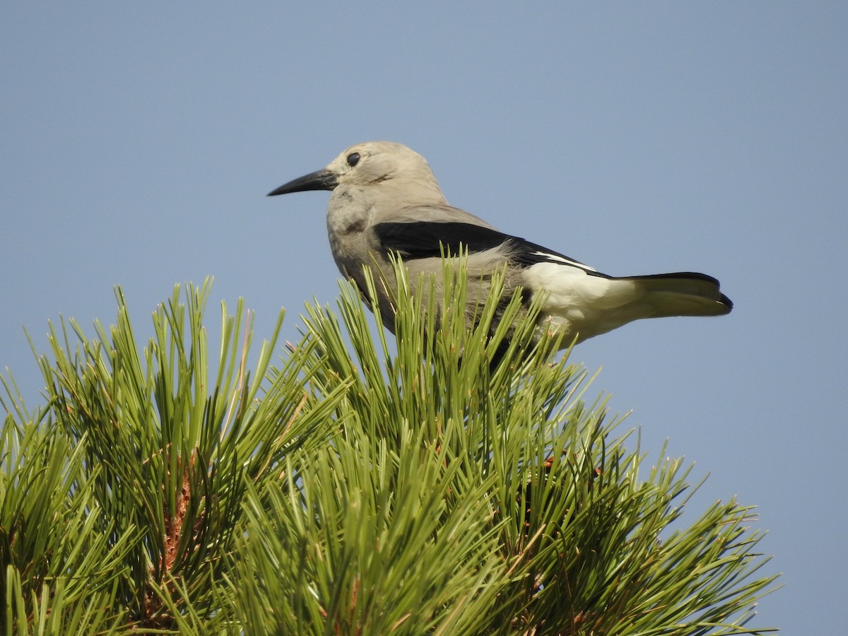 Clark's Nutcracker - ML269559661