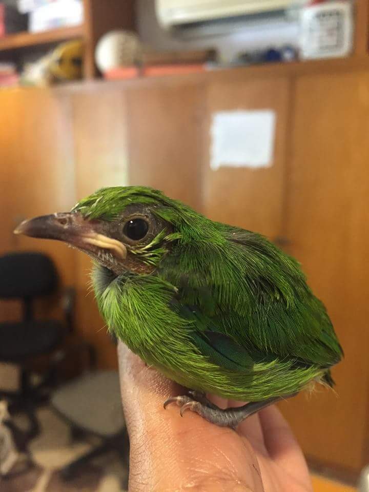 Yellow-throated Leafbird - ML26956051