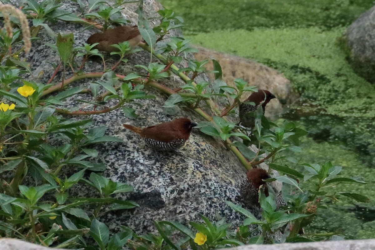 Scaly-breasted Munia - Jeffrey Fenwick