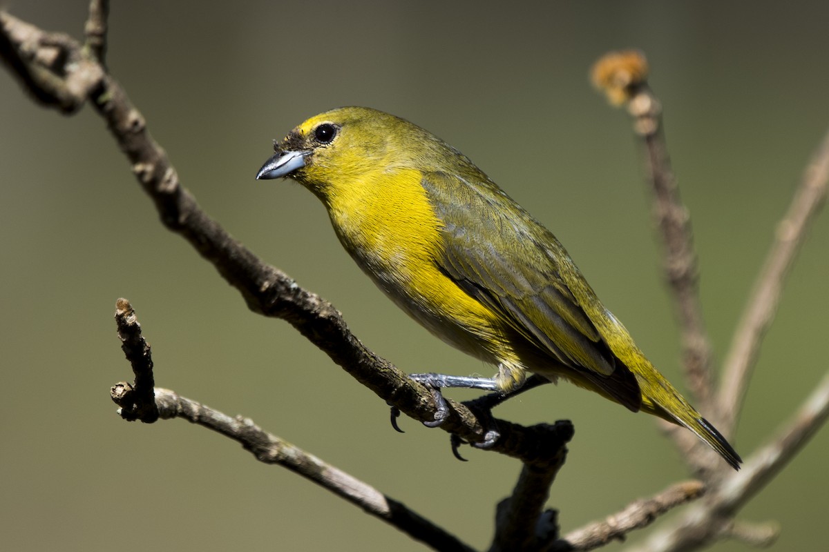 Purple-throated Euphonia - ML269561061