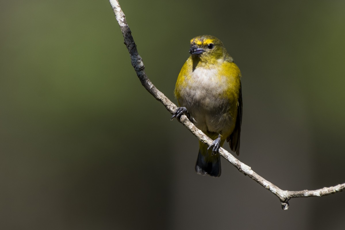 Purple-throated Euphonia - ML269561071