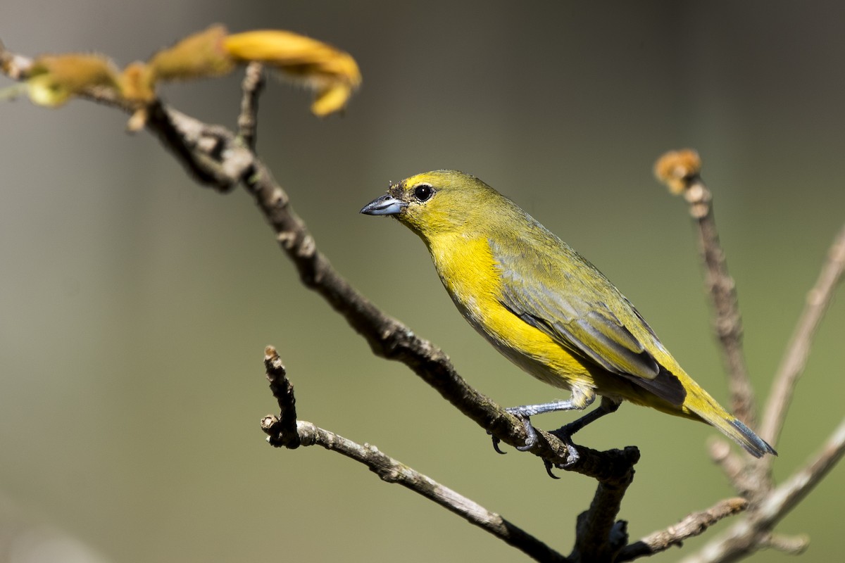 Purple-throated Euphonia - ML269561081