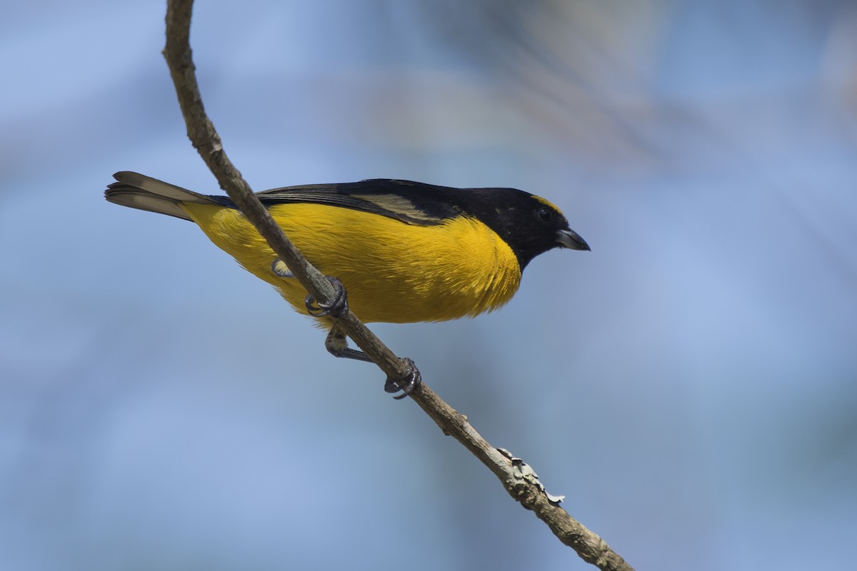 Purple-throated Euphonia - ML269561101