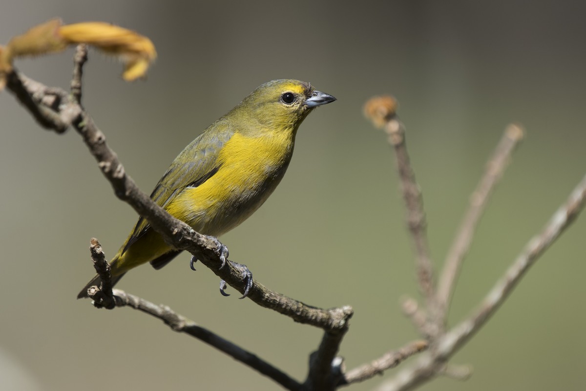 Purple-throated Euphonia - ML269561111