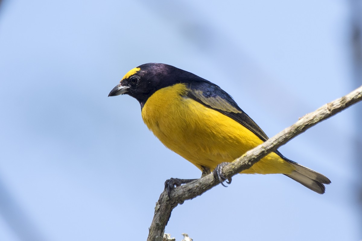 Purple-throated Euphonia - ML269561131