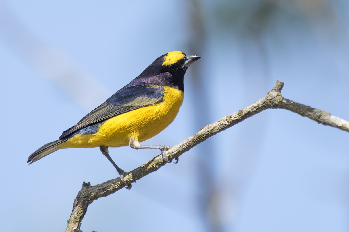 Purple-throated Euphonia - ML269561141