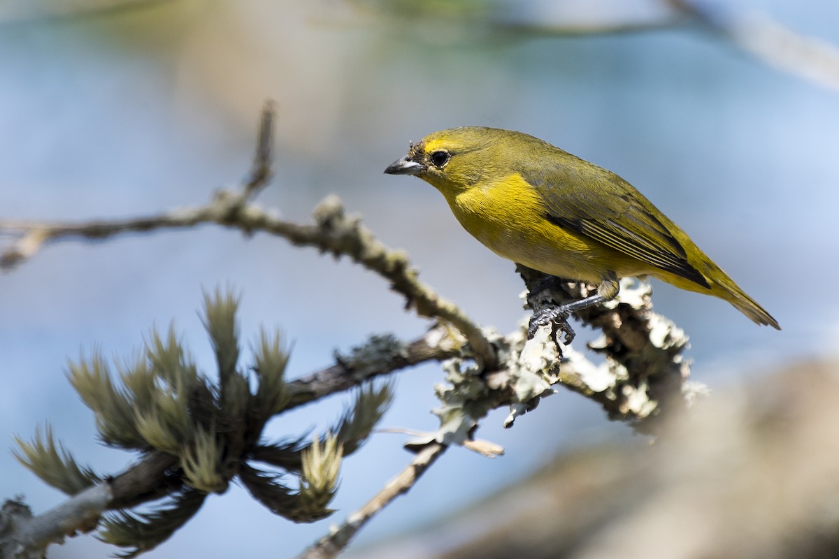 Purple-throated Euphonia - ML269561161