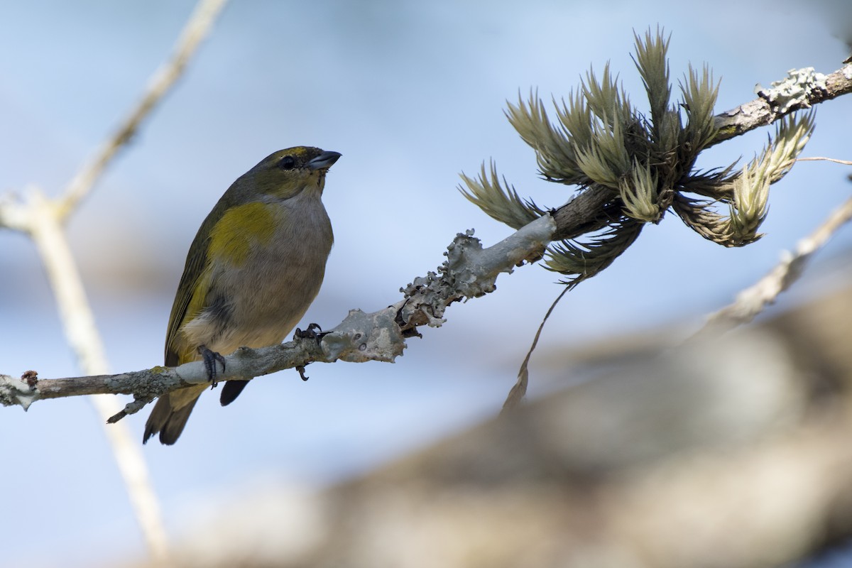 Purple-throated Euphonia - ML269561171