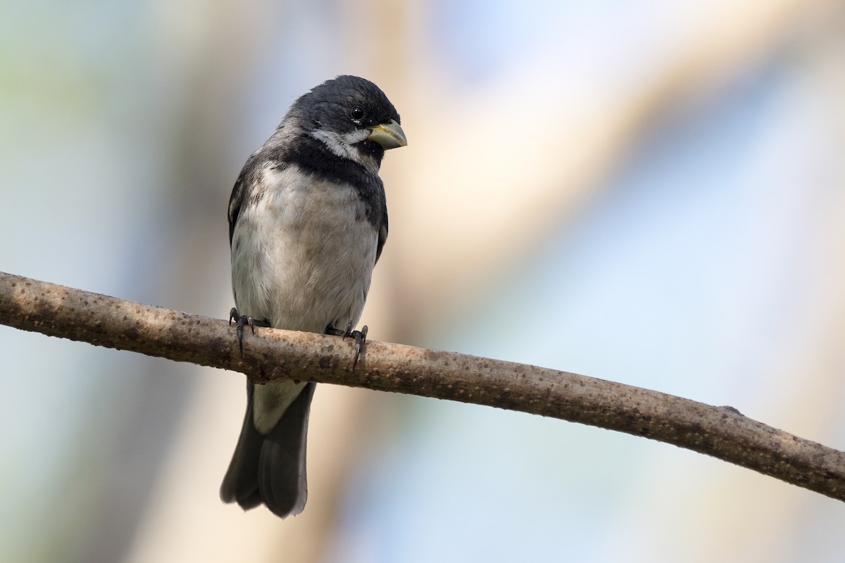 Double-collared Seedeater - ML269561591