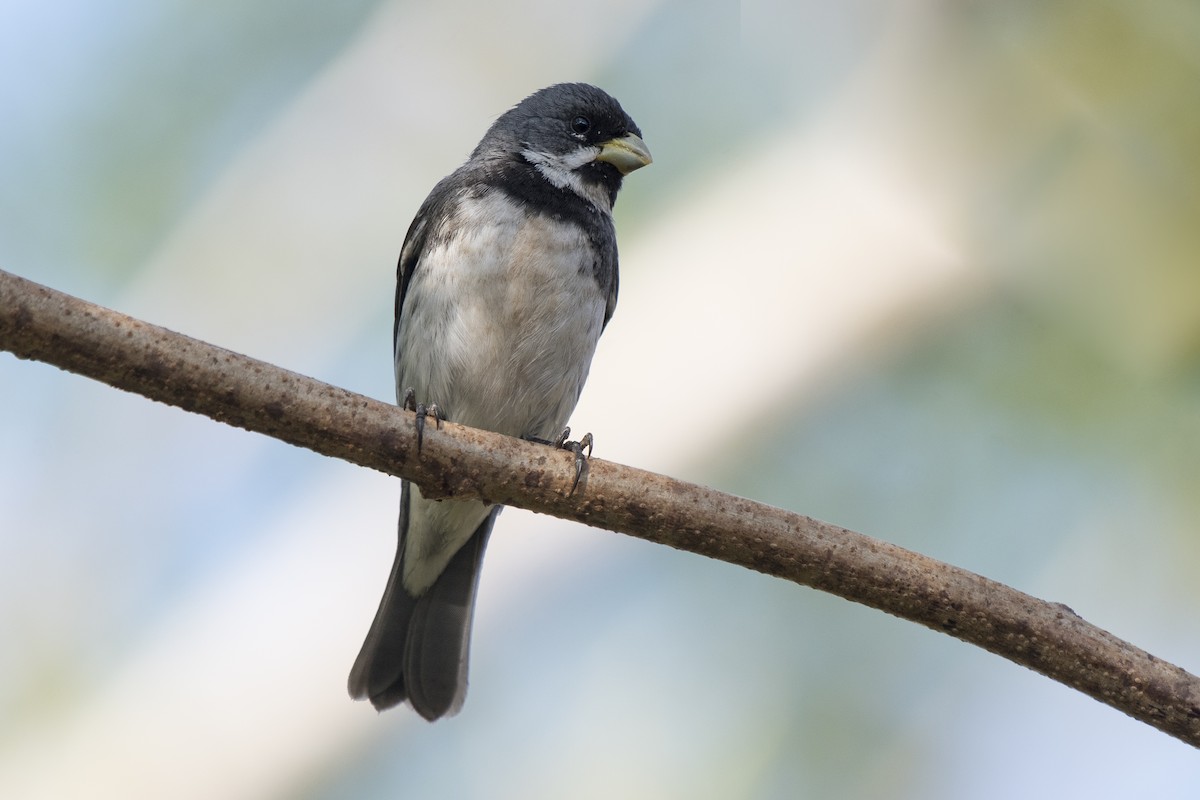 Double-collared Seedeater - ML269561611