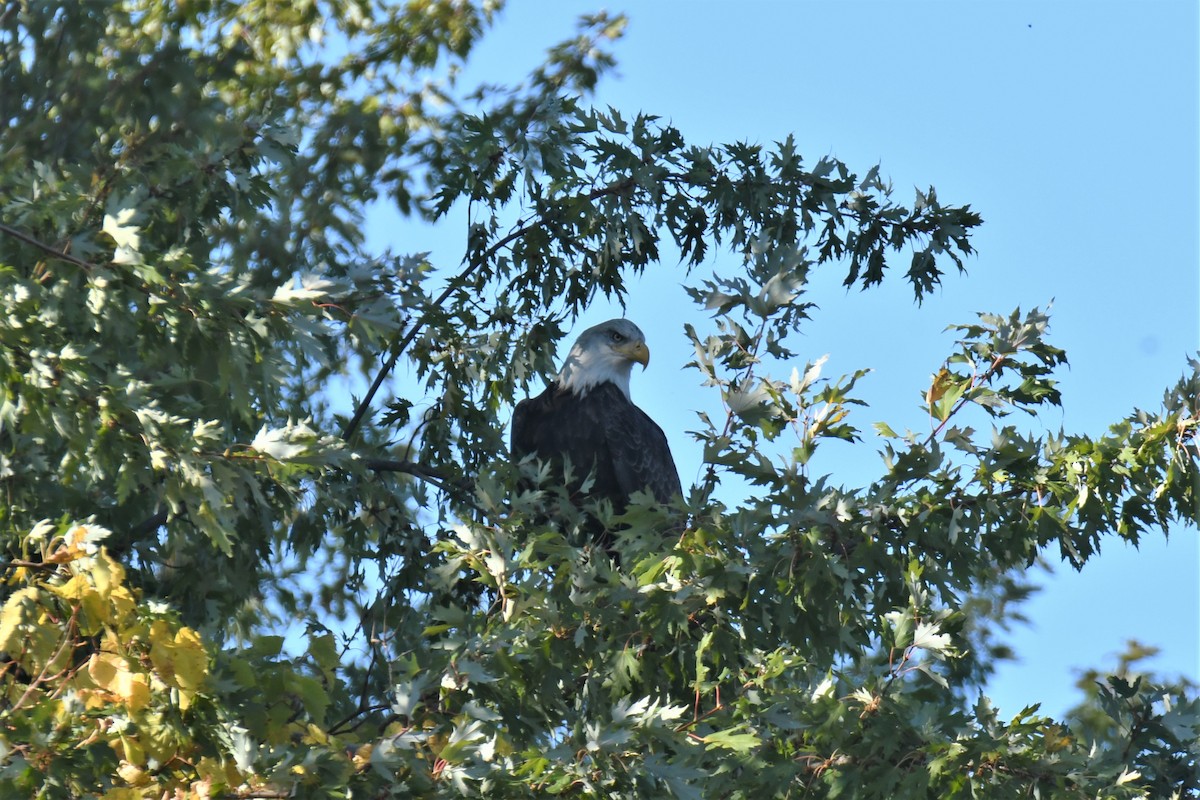 Bald Eagle - ML269561841