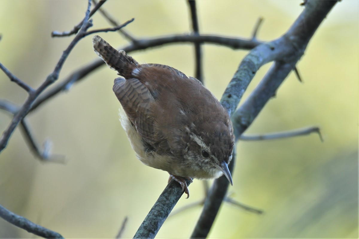 Carolina Wren - Ted Bradford