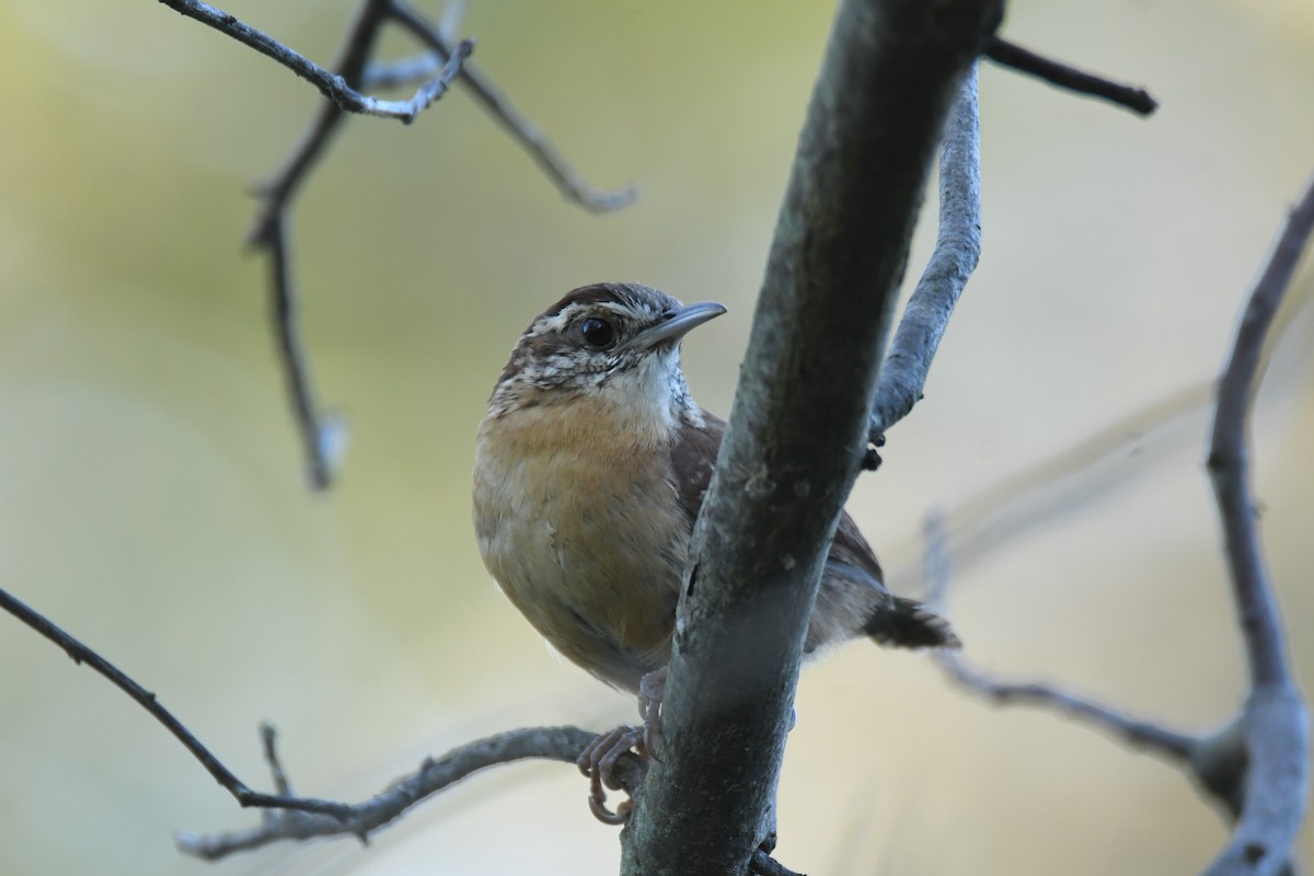 Carolina Wren - ML269562181