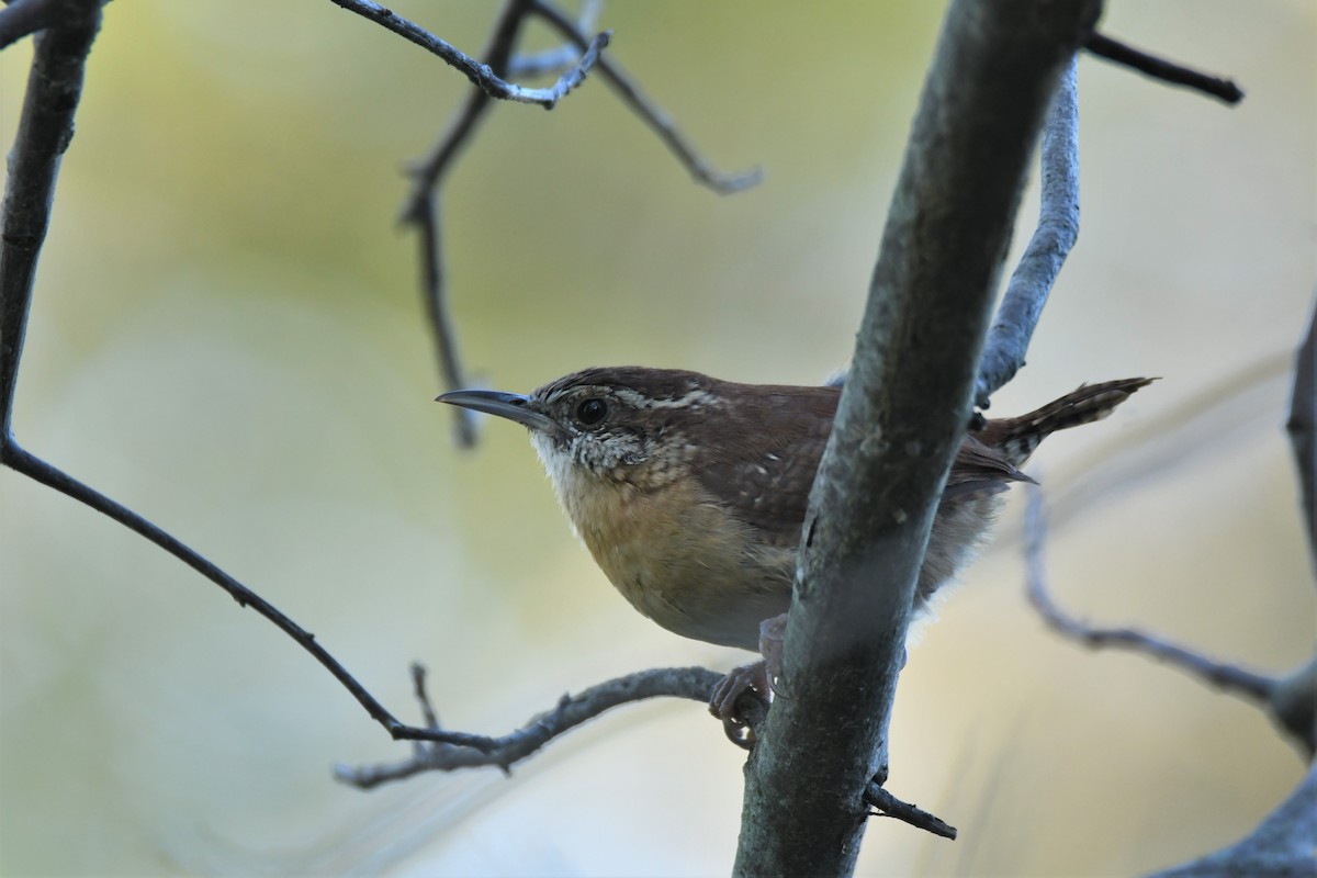 Carolina Wren - ML269562201