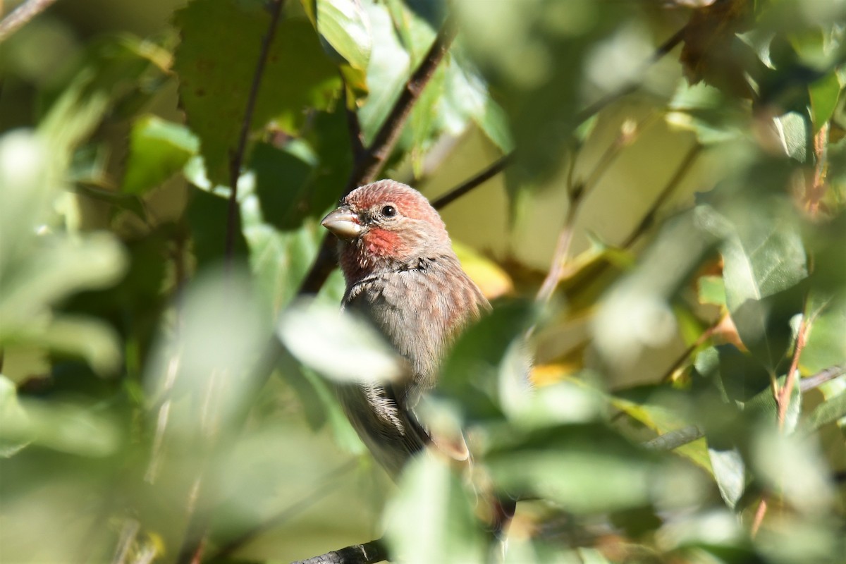 House Finch - Ted Bradford