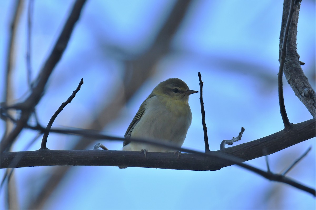 Tennessee Warbler - ML269563311