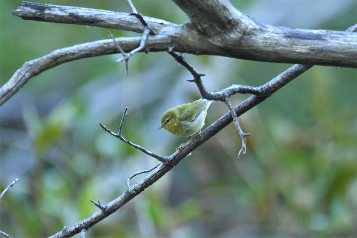 Tennessee Warbler - ML269563341