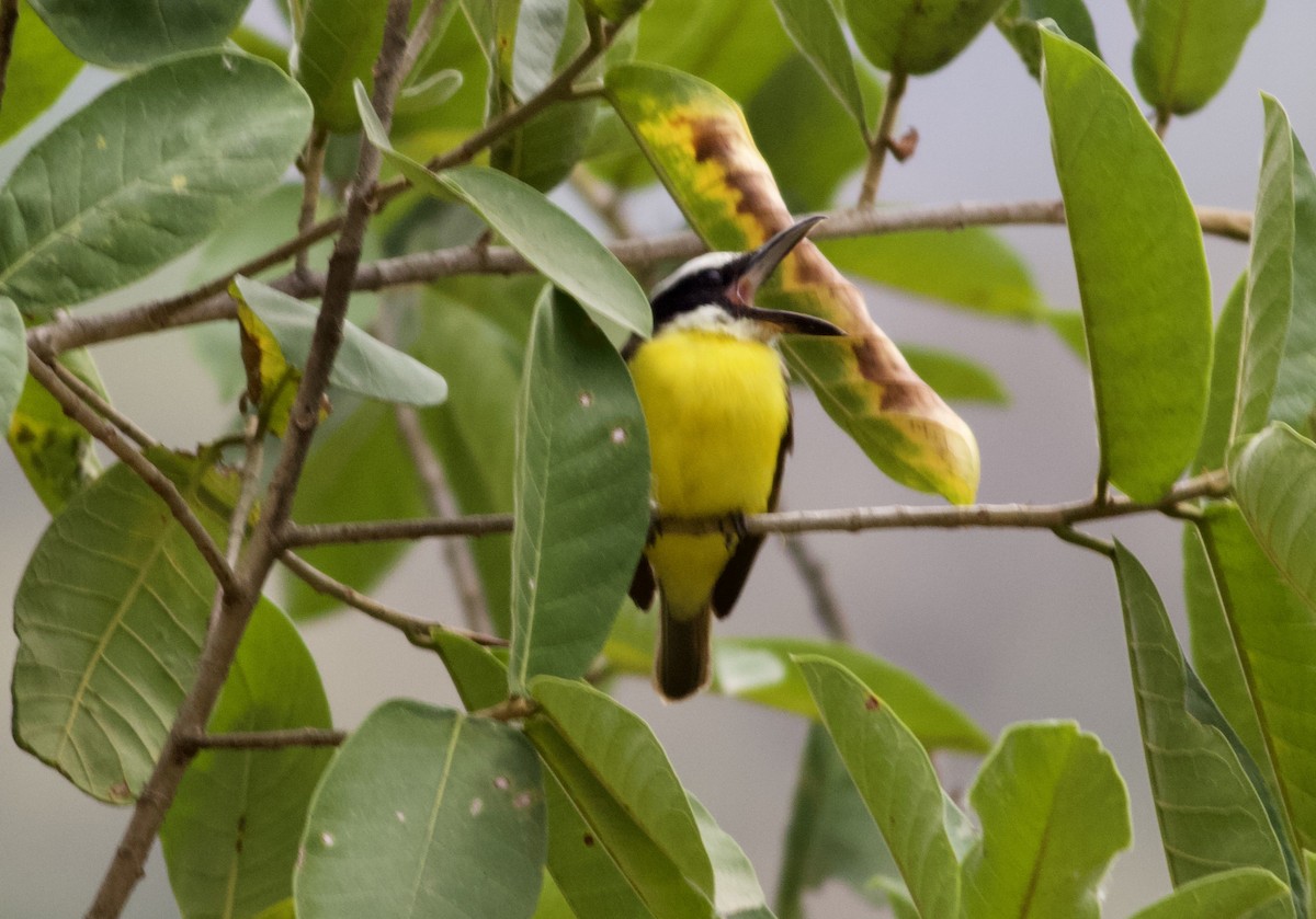 Boat-billed Flycatcher - ML269563601