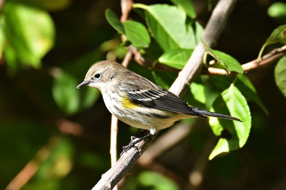 Yellow-rumped Warbler (Myrtle) - ML269563881