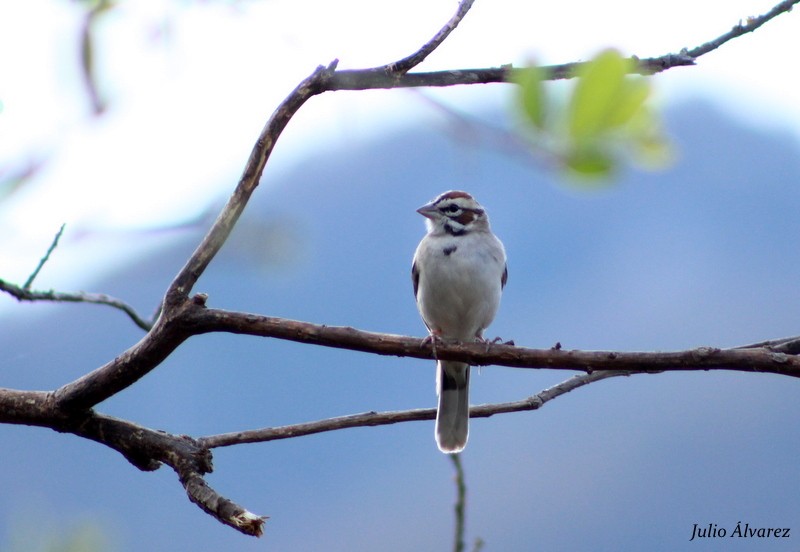 Lark Sparrow - ML26956511