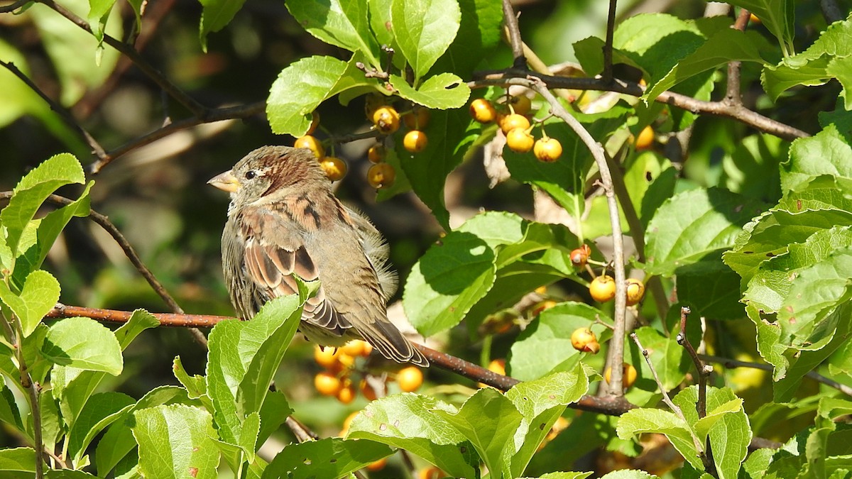 House Sparrow - ML269565241