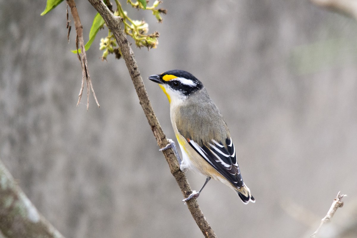 Pardalote à point jaune - ML26956981