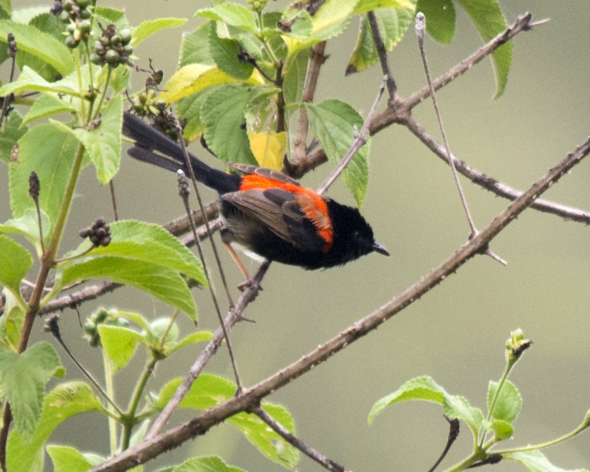 Red-backed Fairywren - ML26957001