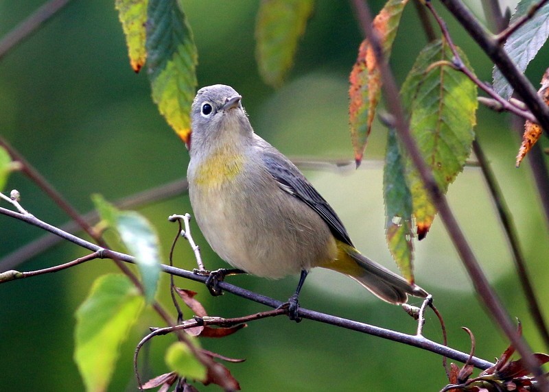 Gelbsteiß-Waldsänger - ML269570671