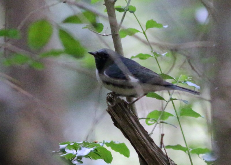 Black-throated Blue Warbler - ML269570721