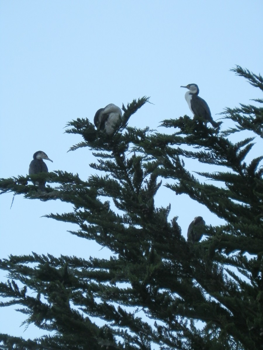 Pied Cormorant - ML26957091