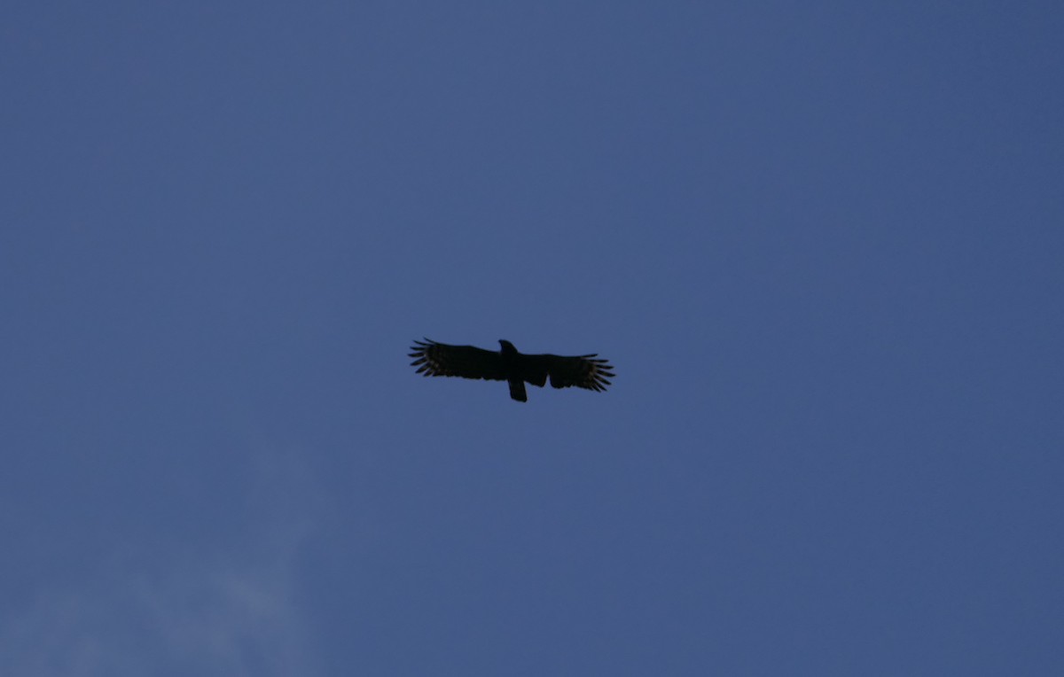 Black Hawk-Eagle - ML269571411