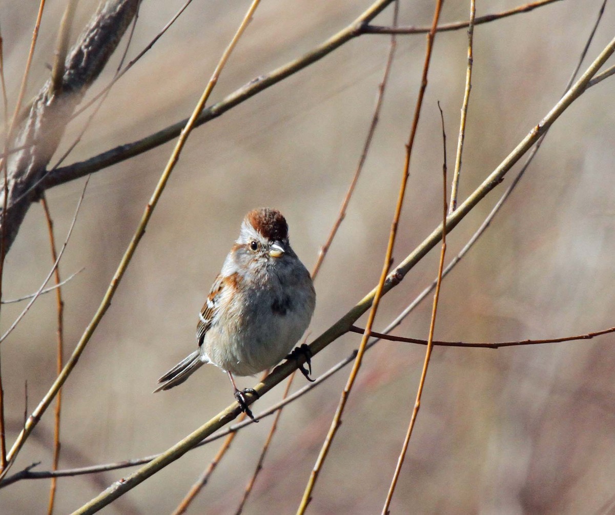American Tree Sparrow - Dick Baxter