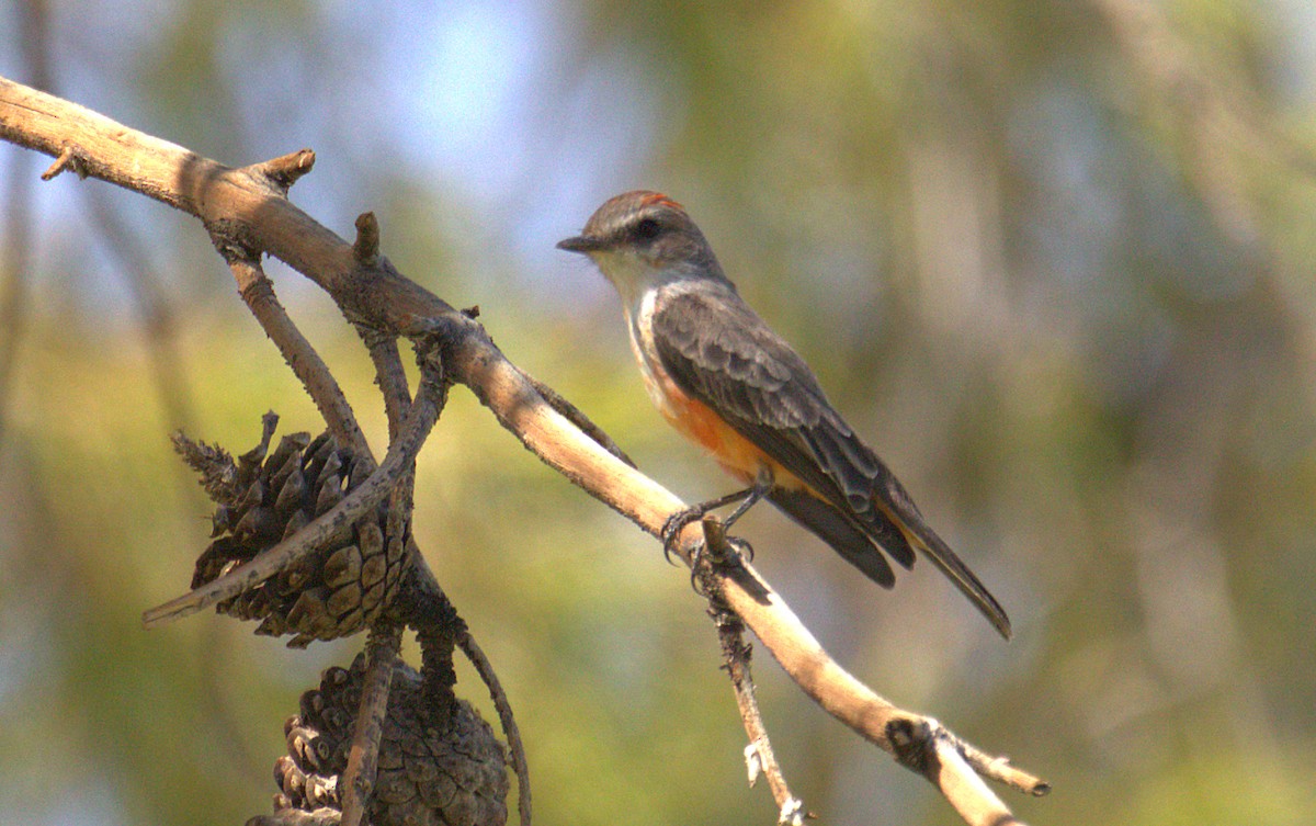 Vermilion Flycatcher - ML269572251