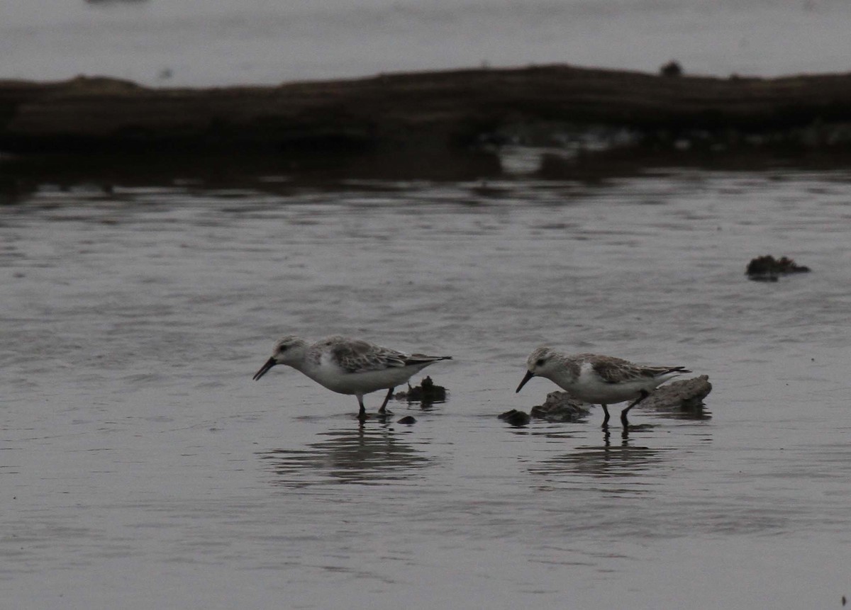 Bécasseau sanderling - ML269573021