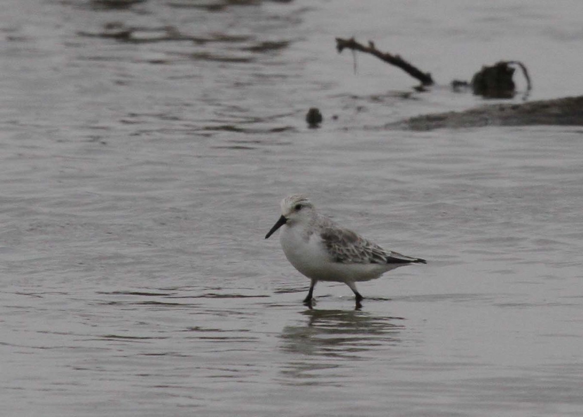 Bécasseau sanderling - ML269573371