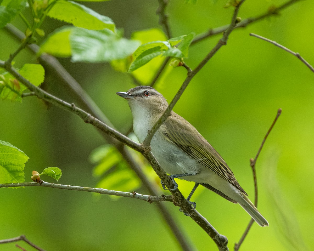 Red-eyed Vireo - Sheila and Ed Bremer