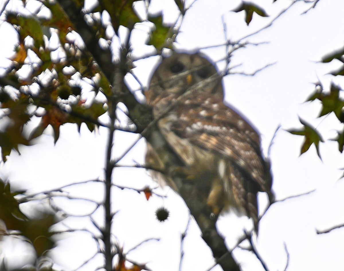 Barred Owl - ML269575541