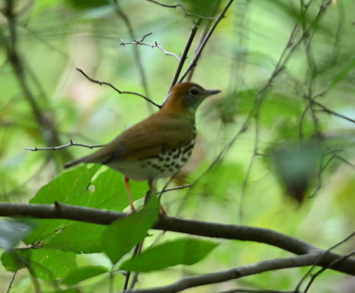 Wood Thrush - ML269576221