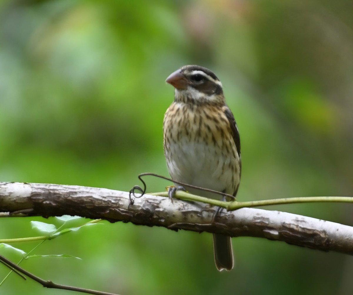 Rose-breasted Grosbeak - Ann Stinely